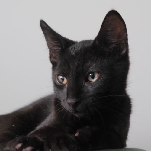 Louie - Domestic Short Hair (DSH) Cat