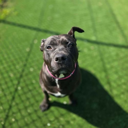 Shaya imp 1817 - Bull Terrier Dog