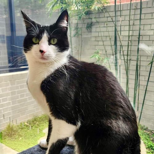 Khaleesi - Domestic Short Hair (DSH) Cat