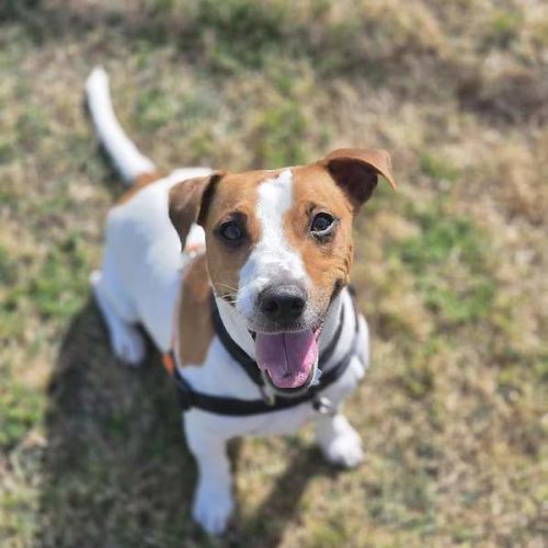 Logan - Jack Russell Terrier Dog