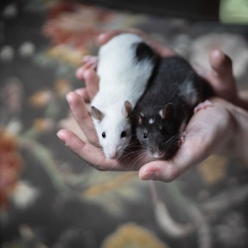 Ginkgo & Blossom -  Rat