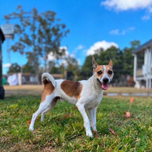 Sergio - Tenterfield Terrier Dog