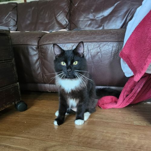 Po - Domestic Medium Hair (DMH) Cat