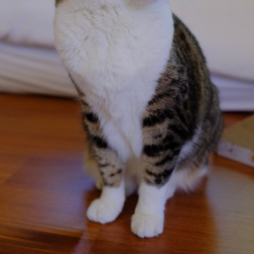 Lily - Domestic Short Hair (DSH) Cat