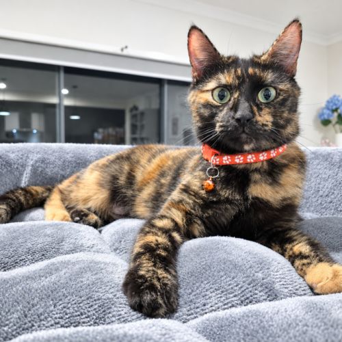 Willow - Domestic Short Hair (DSH) Cat