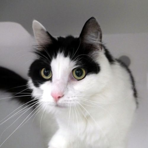 Raymond rstk009878 - Domestic Medium Hair (DMH) Cat