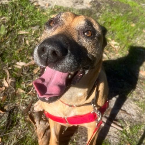 Audrey - Rhodesian Ridgeback Dog