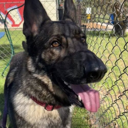 Lyra - German Shepherd Dog