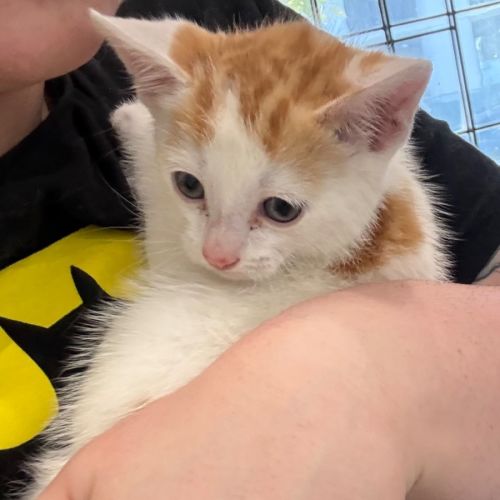 Bean **2nd Chance Cat Rescue** -  Bird