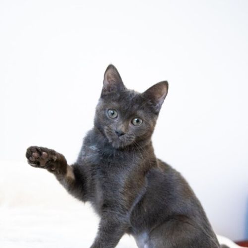 Baby - Domestic Short Hair (DSH) Cat