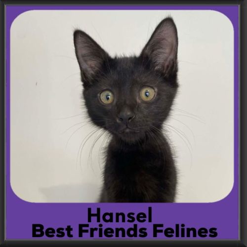 Hansel - Domestic Short Hair (DSH) Cat
