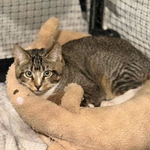 14203 - Roibeard - Domestic Short Hair (DSH) Cat