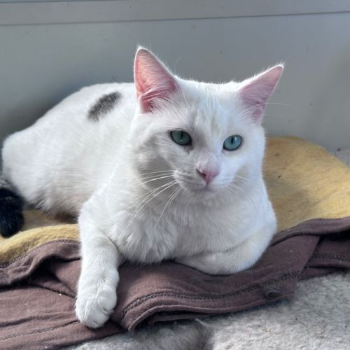 Seafoam - Siamese Cat