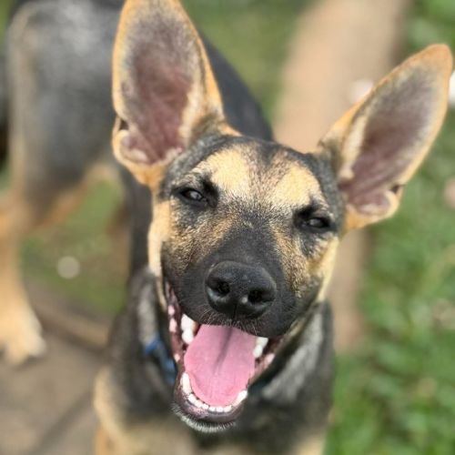 Cupid - Australian Kelpie Dog