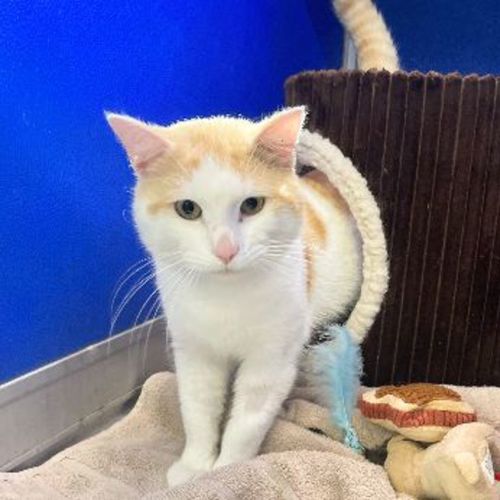 Ollie - Domestic Short Hair Cat
