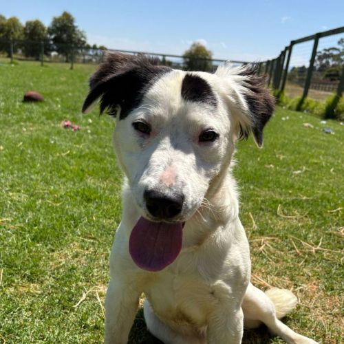 Snoopy - Medium Cross Breed Dog