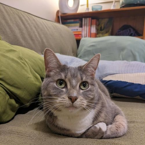 Ayaka - In foster care in Thornbury - Domestic Short Hair (DSH) Cat