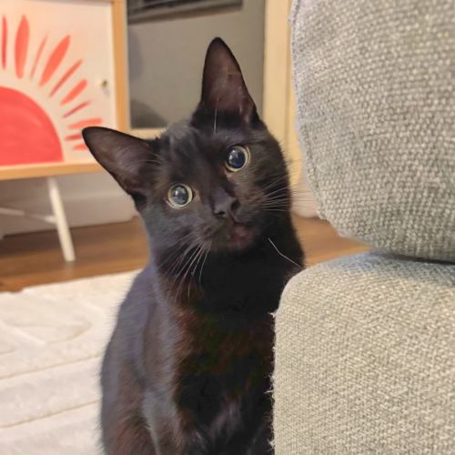 Frida - Domestic Short Hair (DSH) Cat