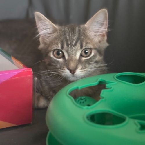 Camden  - Domestic Medium Hair (DMH) Cat