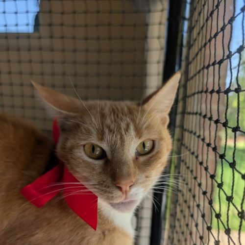 Bertie and Ocean - Domestic Short Hair (DSH) Cat