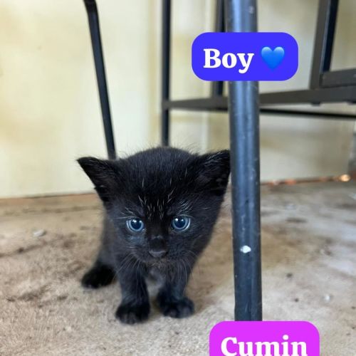 Cumin - Domestic Short Hair (DSH) Cat