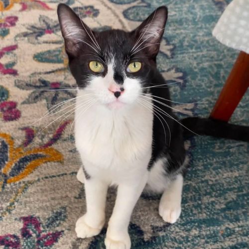 Betty - Domestic Short Hair (DSH) Cat