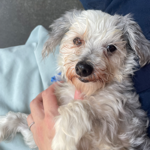 Lexi Lou - Maltese Dog