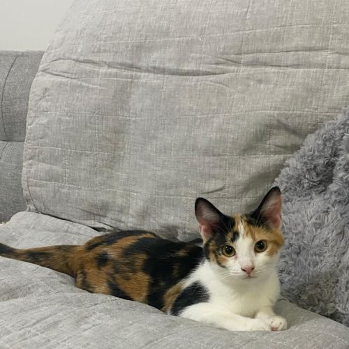 Ruby - Domestic Short Hair (DSH) Cat