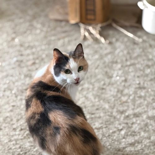 Zendaya - Domestic Short Hair (DSH) Cat