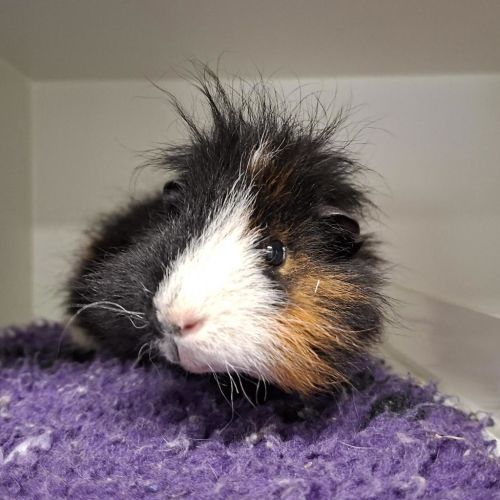 Romeo - Teddy Guinea Pig