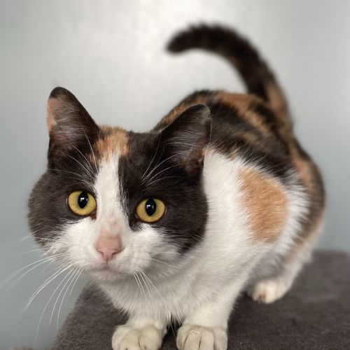 Toffee - Domestic Short Hair (DSH) Cat