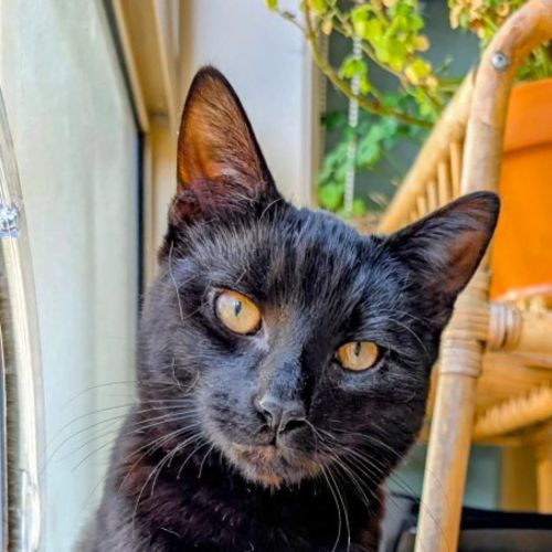 Wolfie - Domestic Short Hair (DSH) Cat