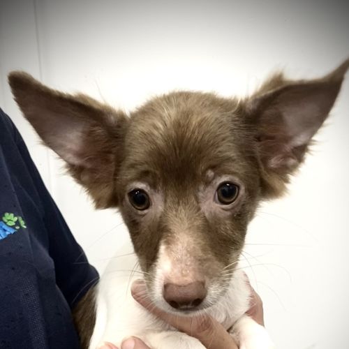 Minnie - Miniature Fox Terrier x Long Hair Chihuahua Dog