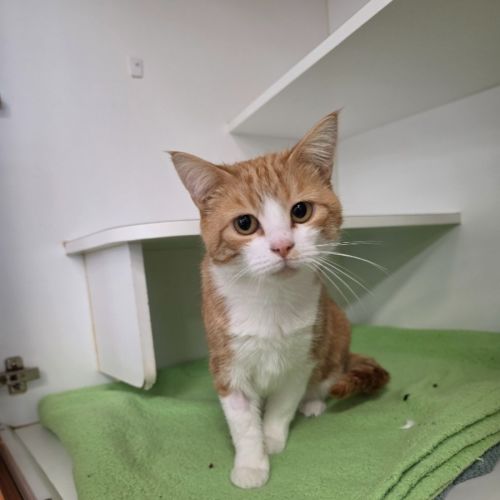 Ruby - Domestic Short Hair (DSH) Cat
