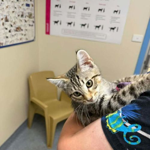 Whiskey - Domestic Short Hair (DSH) Cat