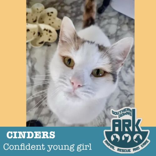 Cinders - Domestic Short Hair (DSH) Cat