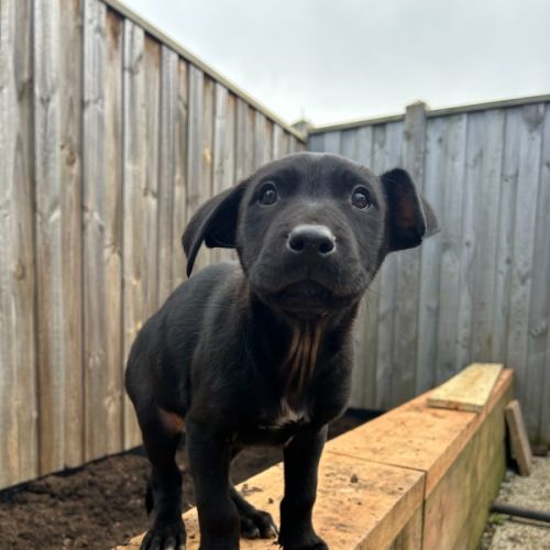 Selkirk - Staffordshire Bull Terrier x Australian Kelpie Dog
