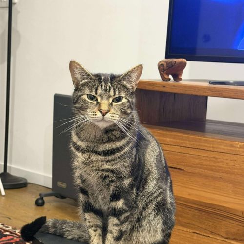 Mini - Domestic Short Hair (DSH) Cat