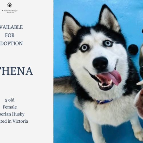 Athena - Siberian Husky Dog