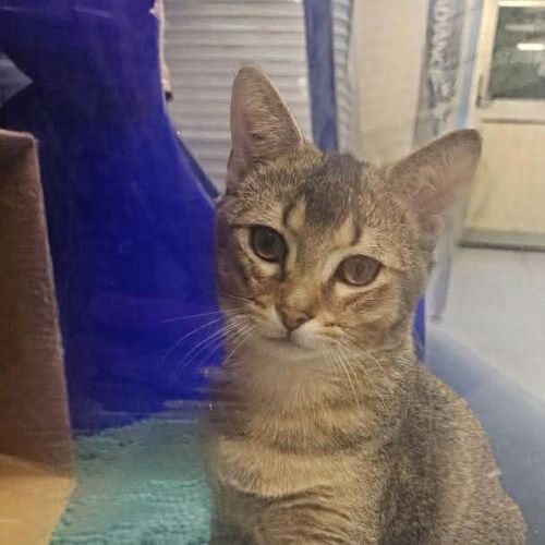 Mater - Domestic Short Hair (DSH) Cat