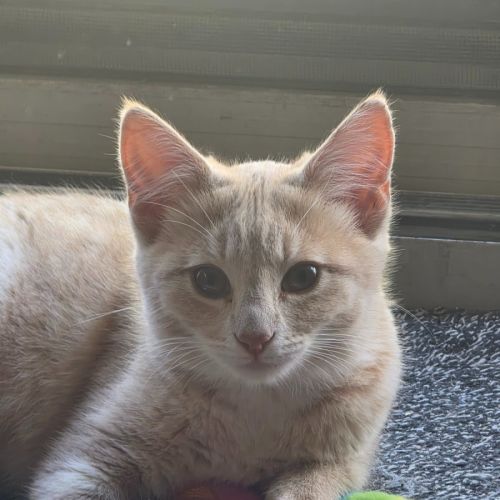 Makaro 🌷 - Domestic Short Hair (DSH) Cat