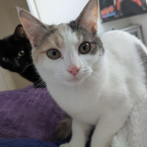 Bilby Moo - Domestic Short Hair (DSH) Cat
