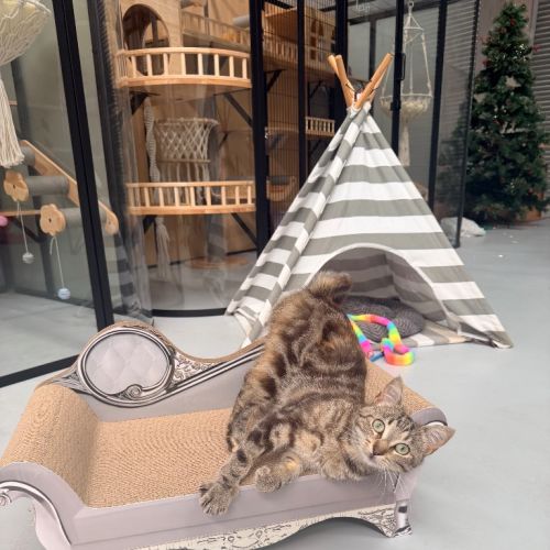 Steffi - Domestic Medium Hair (DMH) Cat