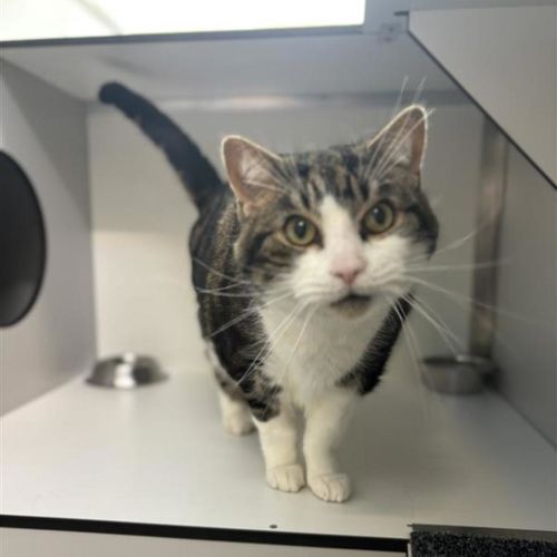 Brumby - Domestic Short Hair Cat