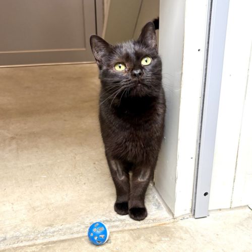 Ghost 👻 - Domestic Short Hair (DSH) Cat