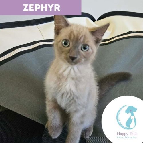 Zephyr - Domestic Short Hair (DSH) Cat
