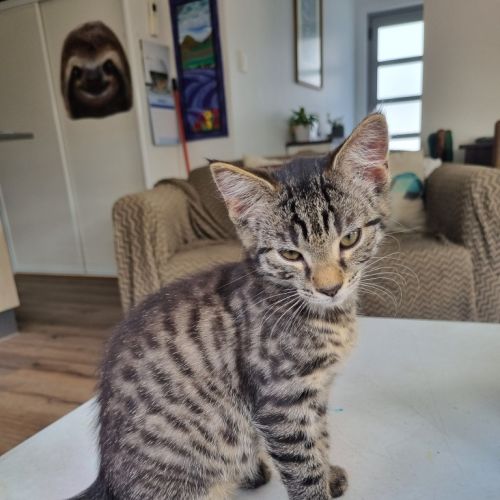 Hummus - Domestic Short Hair (DSH) Cat