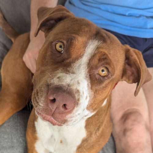 Bianca (AKA Vicki) - Staffordshire Bull Terrier x American Staffordshire Terrier x Mastiff Dog