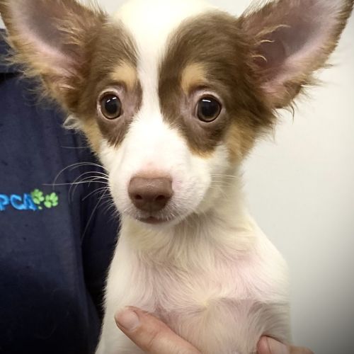 Teddy - Miniature Fox Terrier x Long Hair Chihuahua Dog