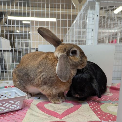 Pearl and Frankie - Lop Eared Rabbit